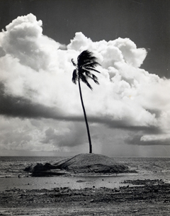 クェゼリン島,椰子の木